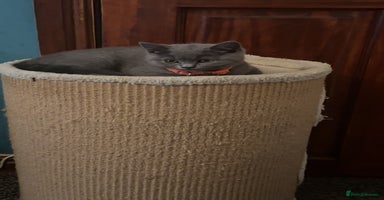 British Shorthair cats in Rotherham - Advert 14