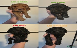 Cocker Spaniel dogs for sale: 🩷🐶 Beautiful Cocker Spaniel Puppies 🐶 🩷 - Image 10