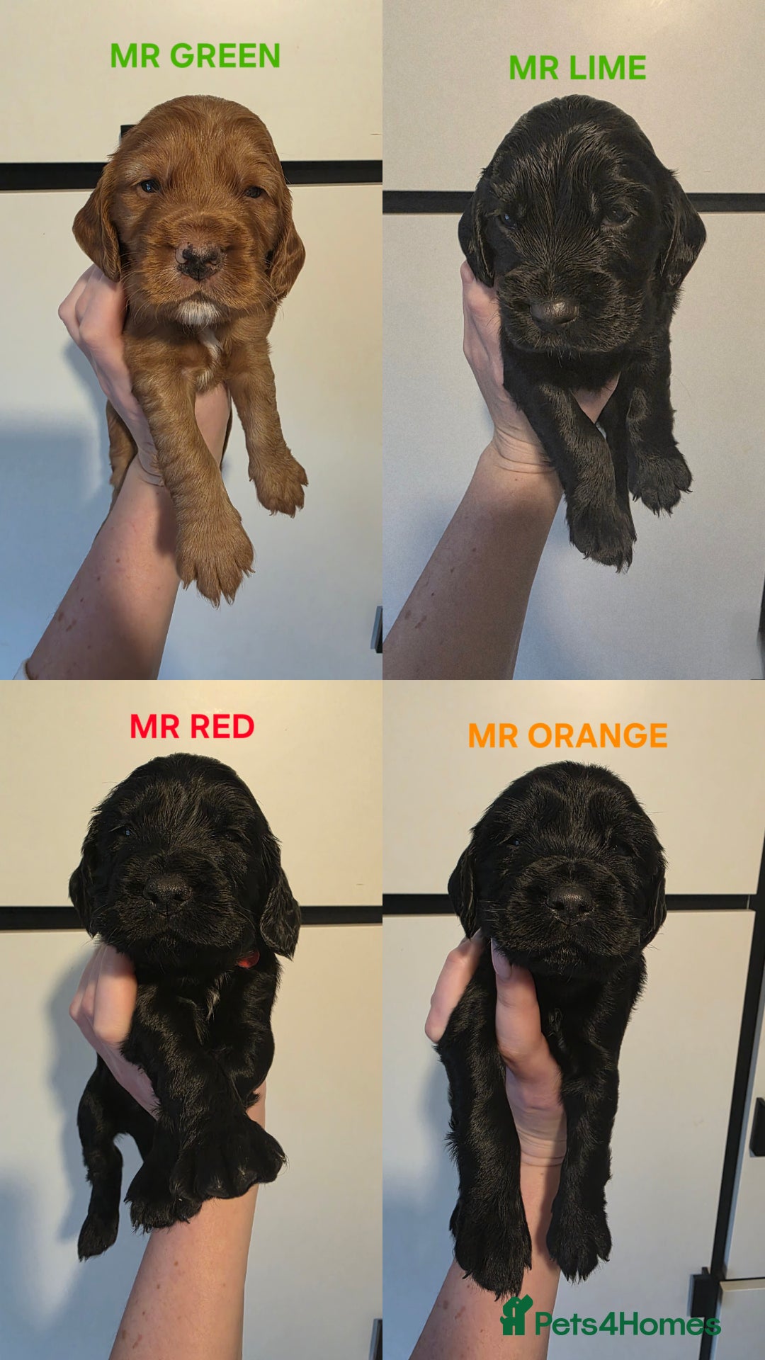 Cocker Spaniel dogs for sale: 🩷🐶 Beautiful Cocker Spaniel Puppies 🐶 🩷 - Image 10