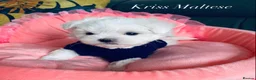 Maltese dogs for sale: ✨Outstanding kc registered Korean Maltese puppies✨ - Advert 17