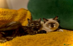 Mixed Breed cats for sale: Stunning maincoon x ragdoll - Image 1