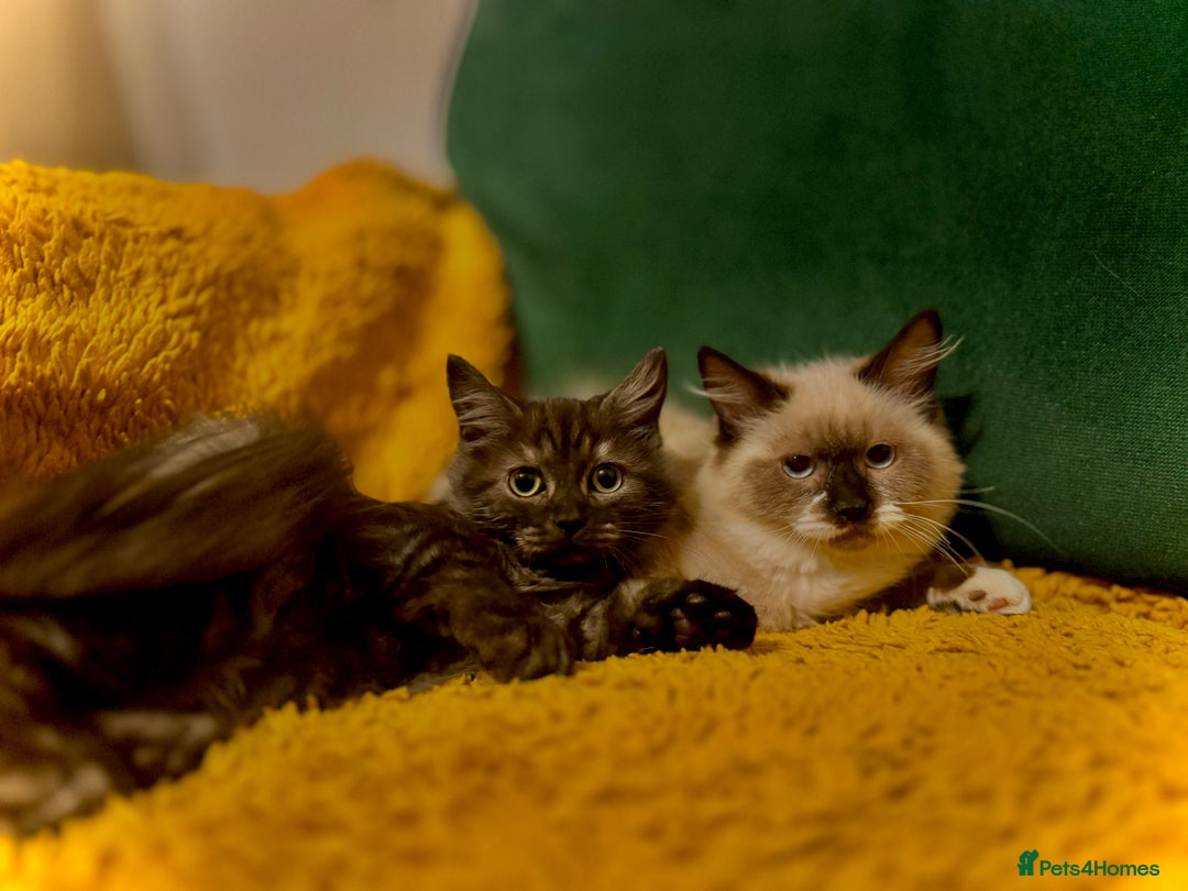 Mixed Breed cats for sale: Stunning maincoon x ragdoll - Image 1