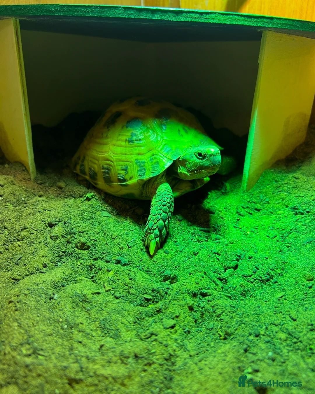 Tortoise reptiles for sale: Horsefield tortoise  in Glasgow - Advert 2