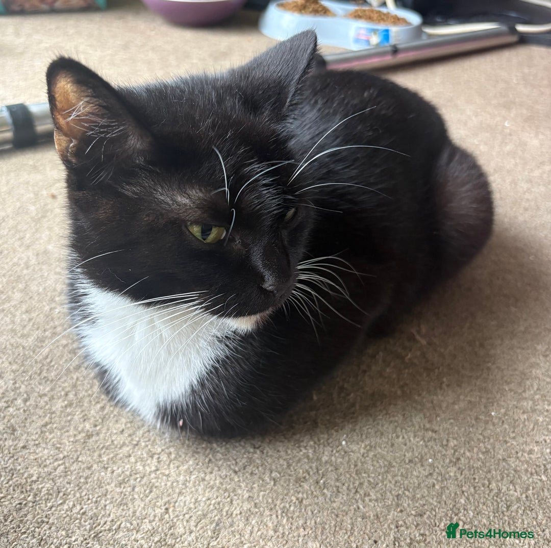 Mixed Breed cats for sale: Beautiful black/white/grey kittens for sale - Advert 2