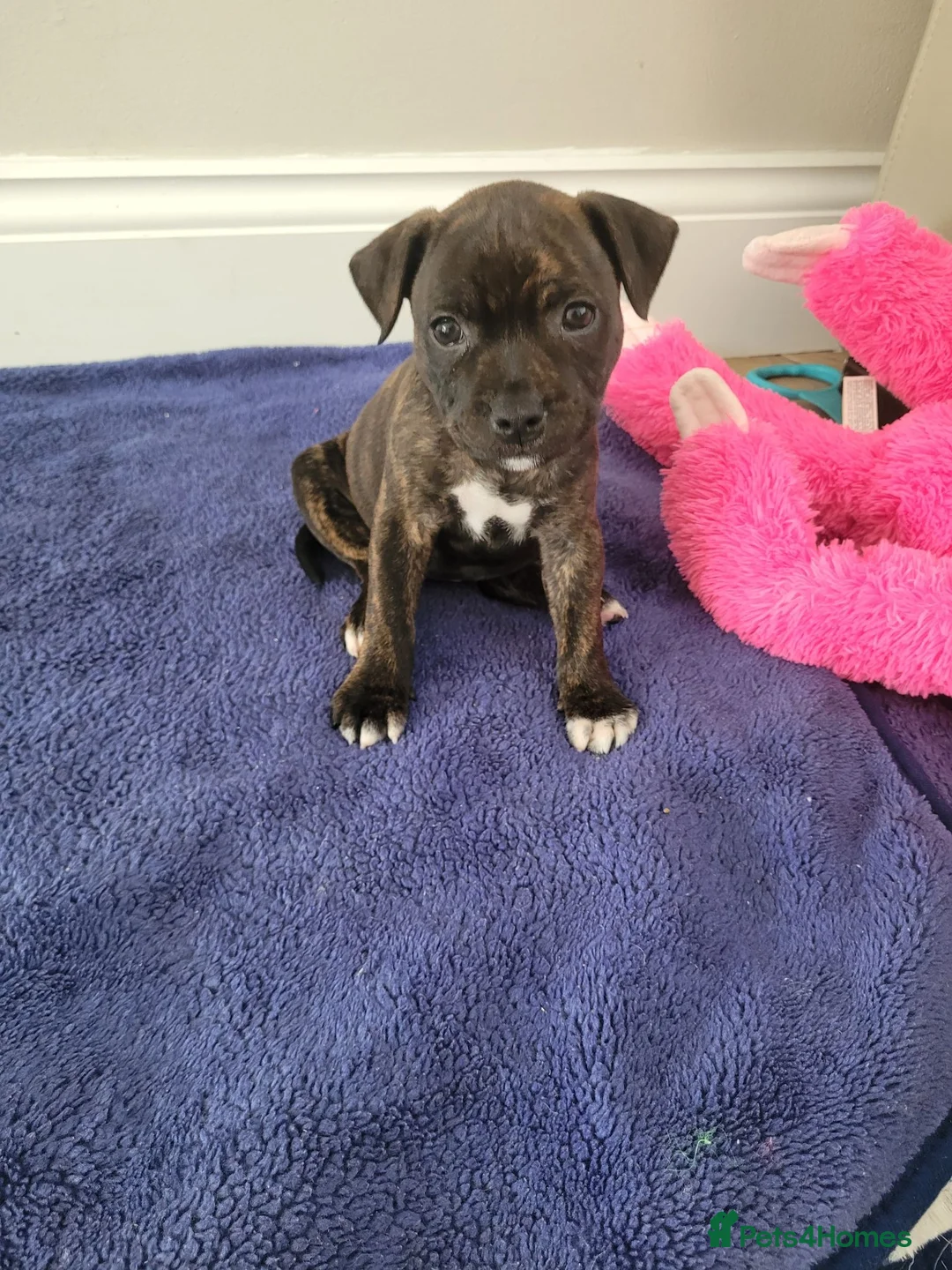 Mixed Breed dogs for sale: Beautiful staffie puppys (2 girls left) - Advert 1
