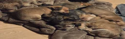 Yorkshire Terrier dogs for sale: Ready Now! Yorkshire Terrier Puppies 2 boys  - Advert 10