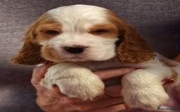 Cocker Spaniel dogs for sale: Kc reg show Cocker Spaniel, 5* Licensed breeder - Image 11
