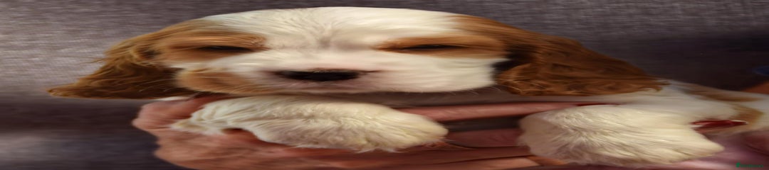 Collretzer Nutmeg