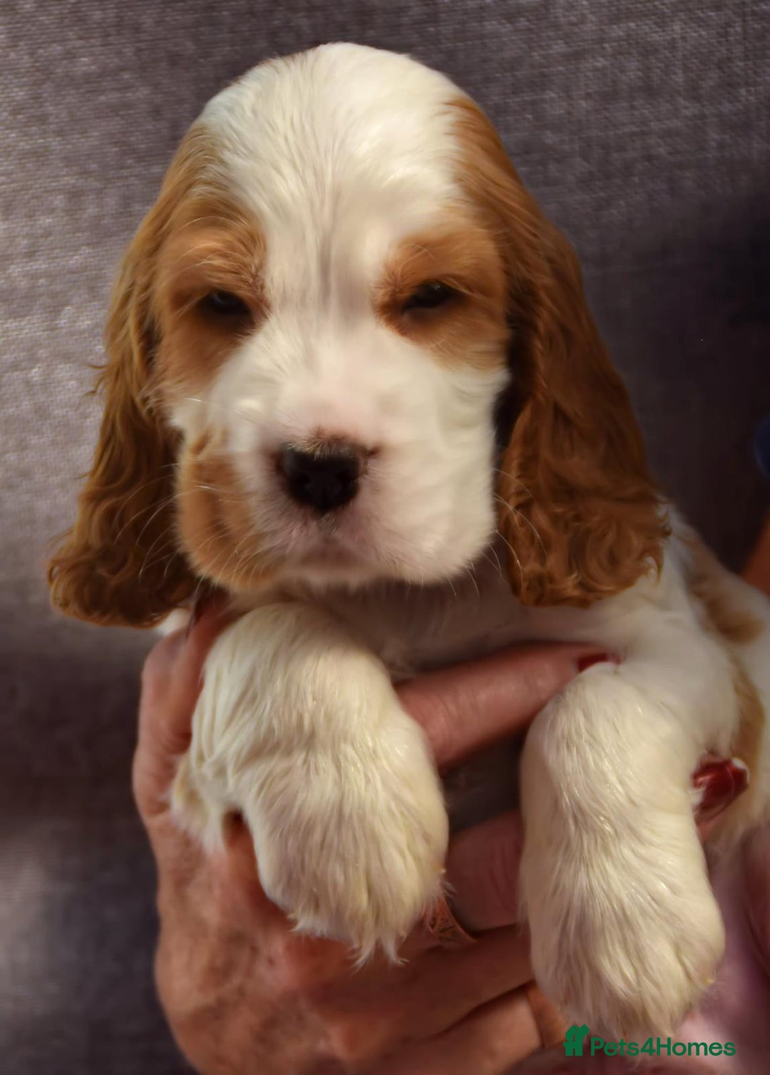 Cocker Spaniel dogs for sale: Kc reg show Cocker Spaniel, 5* Licensed breeder - Image 11