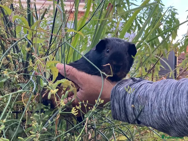 Guinea Pig rodents for sale: Pair baby pet Black Tan guinea pig boars / bonded - Advert 2