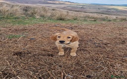 Golden Retriever dogs for stud: Raystone Westnab (Chase), Working, Family Pet  - Advert 15