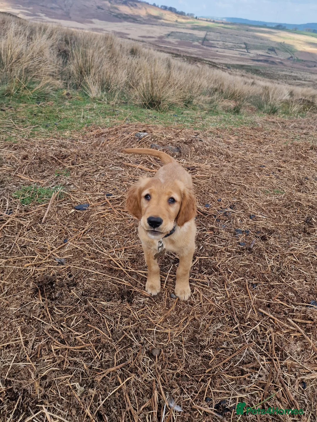 Golden Retriever dogs for stud: Raystone Westnab (Chase), Working, Family Pet  - Advert 15