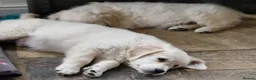Golden Retriever dogs for sale: Stunning Golden Retrievers - Advert 5