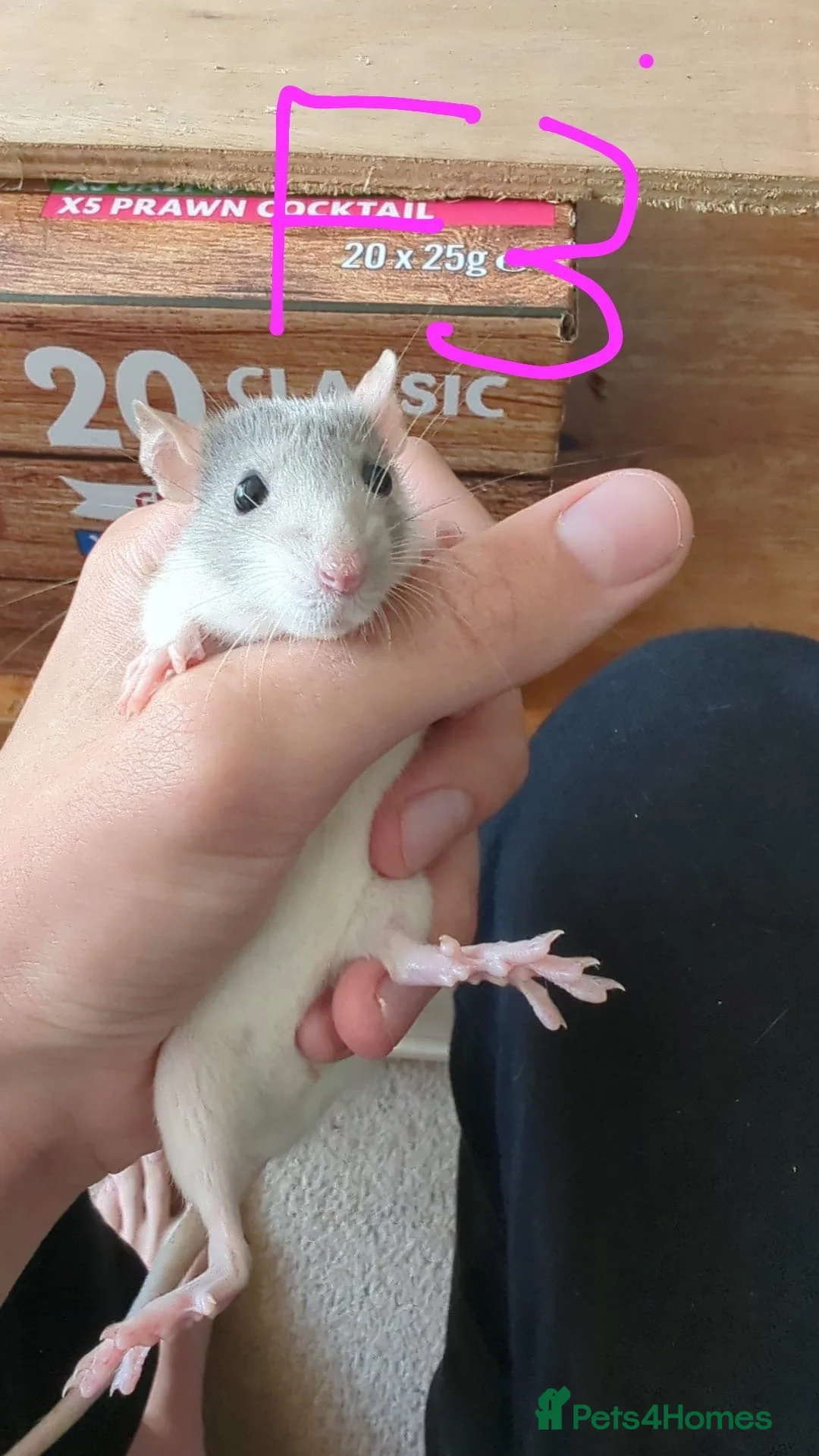 Rat rodents for sale: 10 super tame lovely rats normal and dwarf - Advert 1