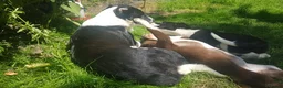 Border Collie dogs for sale: Working line Border Collie pups for sale in Helston - Advert 9