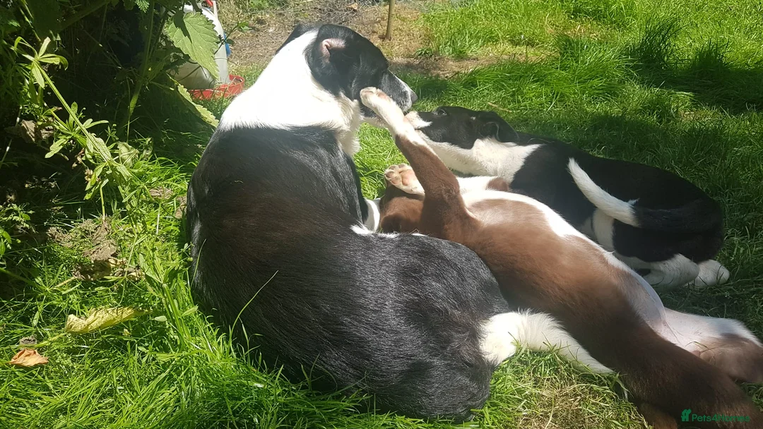 Border Collie dogs for sale: Working line Border Collie pups for sale in Helston - Advert 9