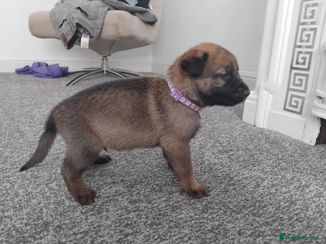 German Shepherd dogs for sale: German shepherd Puppies - Advert 12