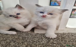 Ragdoll cats for sale: Ragdoll kittens  - Image 13