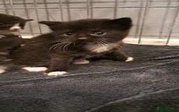 Mixed Breed cats for sale: 3 beautiful black and white kittens  - Image 8