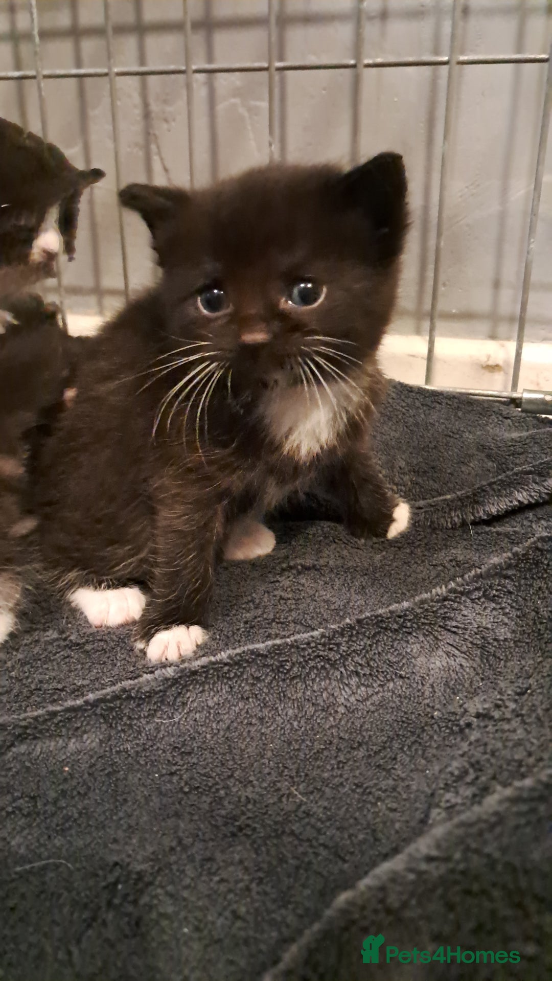 Mixed Breed cats for sale: 3 beautiful black and white kittens  - Image 8