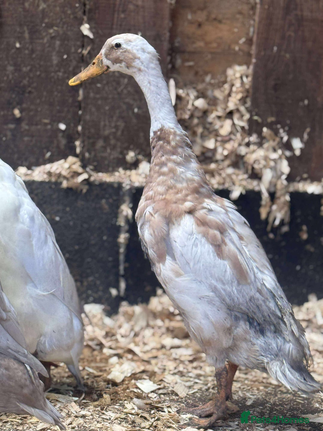 Ducks poultry for sale: Trio of runner ducks - Image 5