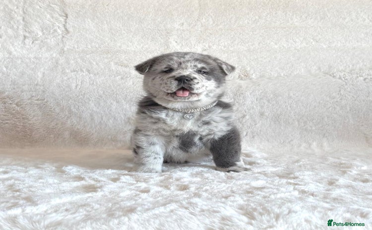 Chow Chow dogs - Advert 4