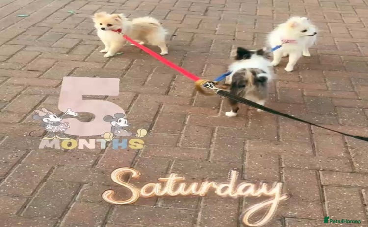 Pomeranian dogs in London - Advert 1
