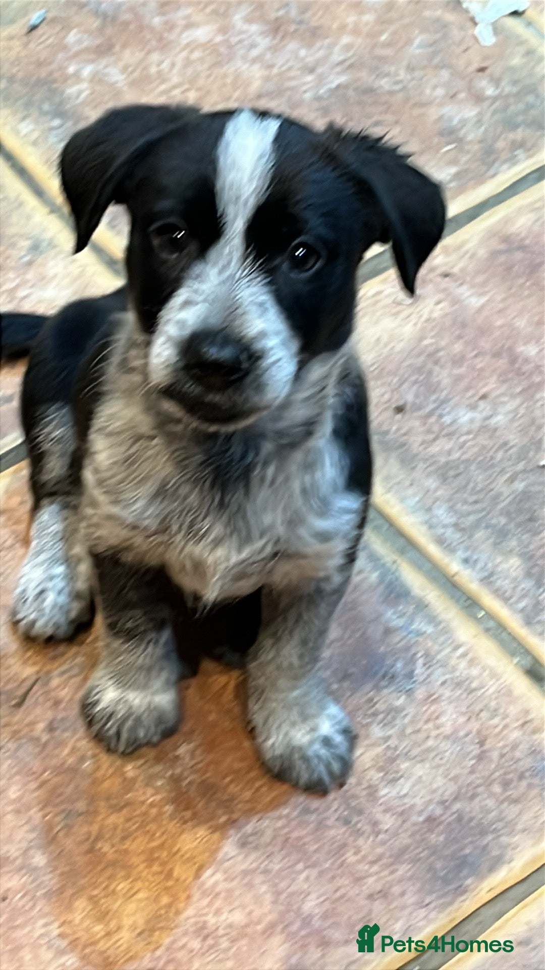 Mixed Breed dogs for sale: Beautiful mixed breed pups - Advert 5