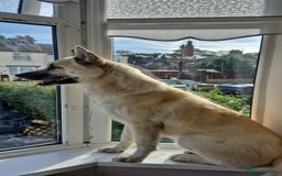 Akita dogs for sale: Akita for rehoming - Image 1