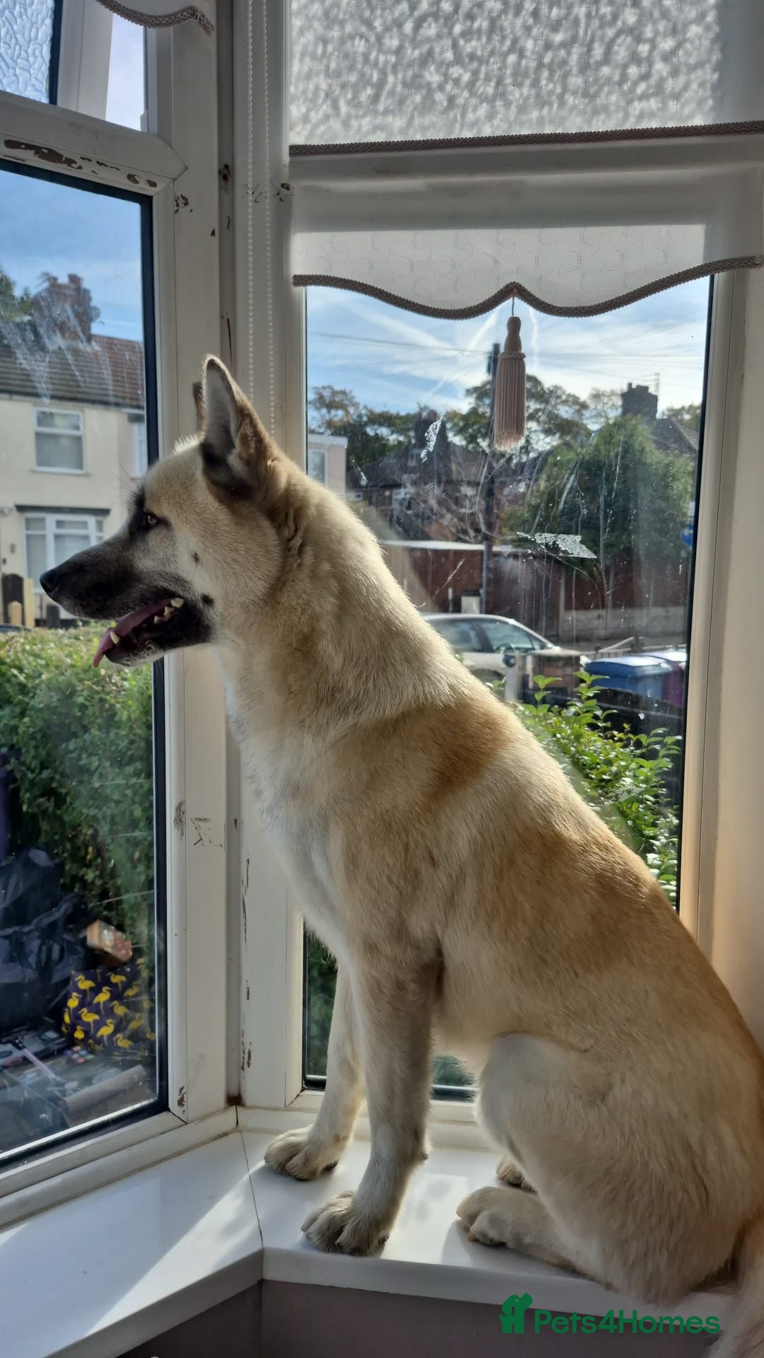 Akita dogs for sale: Akita for rehoming - Image 1