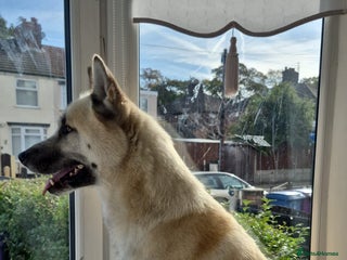 Akita dogs - Advert 31