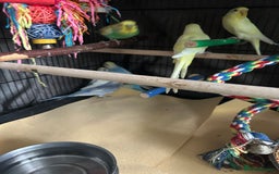 Budgerigars birds for sale: BEAUTIFUL BABY BUDGIES FIR SALE - Image 9