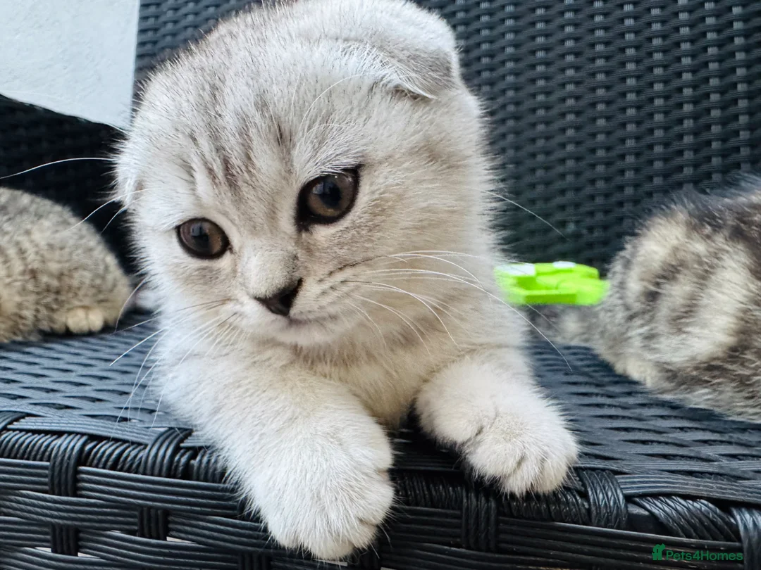 British Shorthair cats for sale: British Shorthair X Scottish Fold - Advert 28
