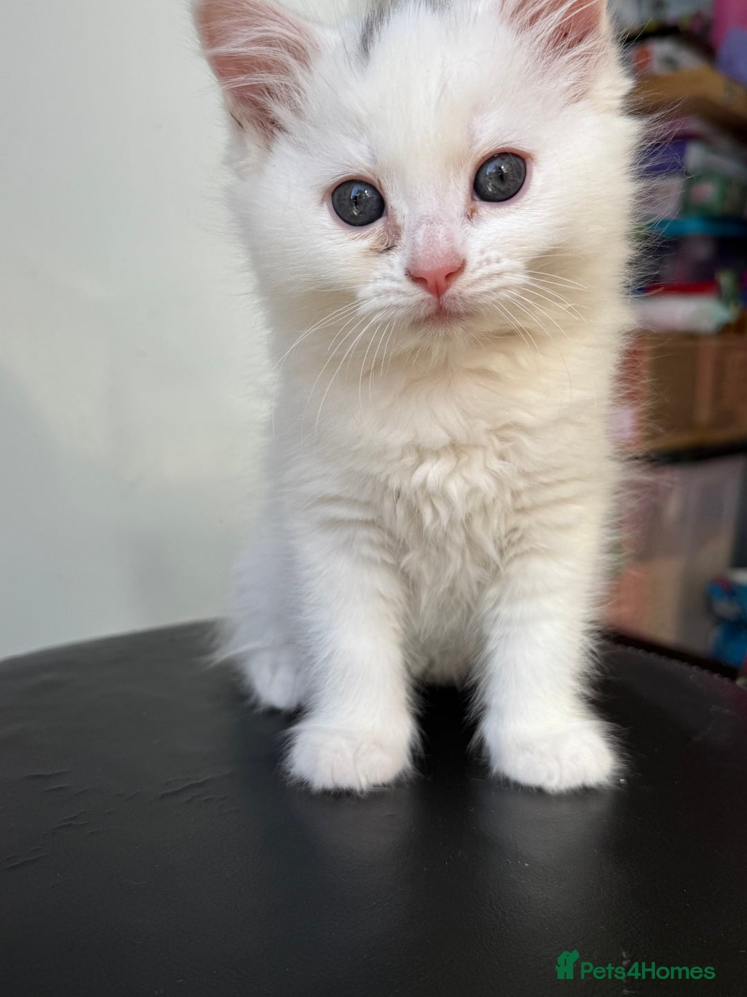Turkish Angora cats for sale: 8 weeks old kitties girls left - Image 4