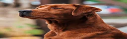 Labrador Retriever dogs for sale: KC Registered Mahogany Red Labrador Puppies - Advert 13