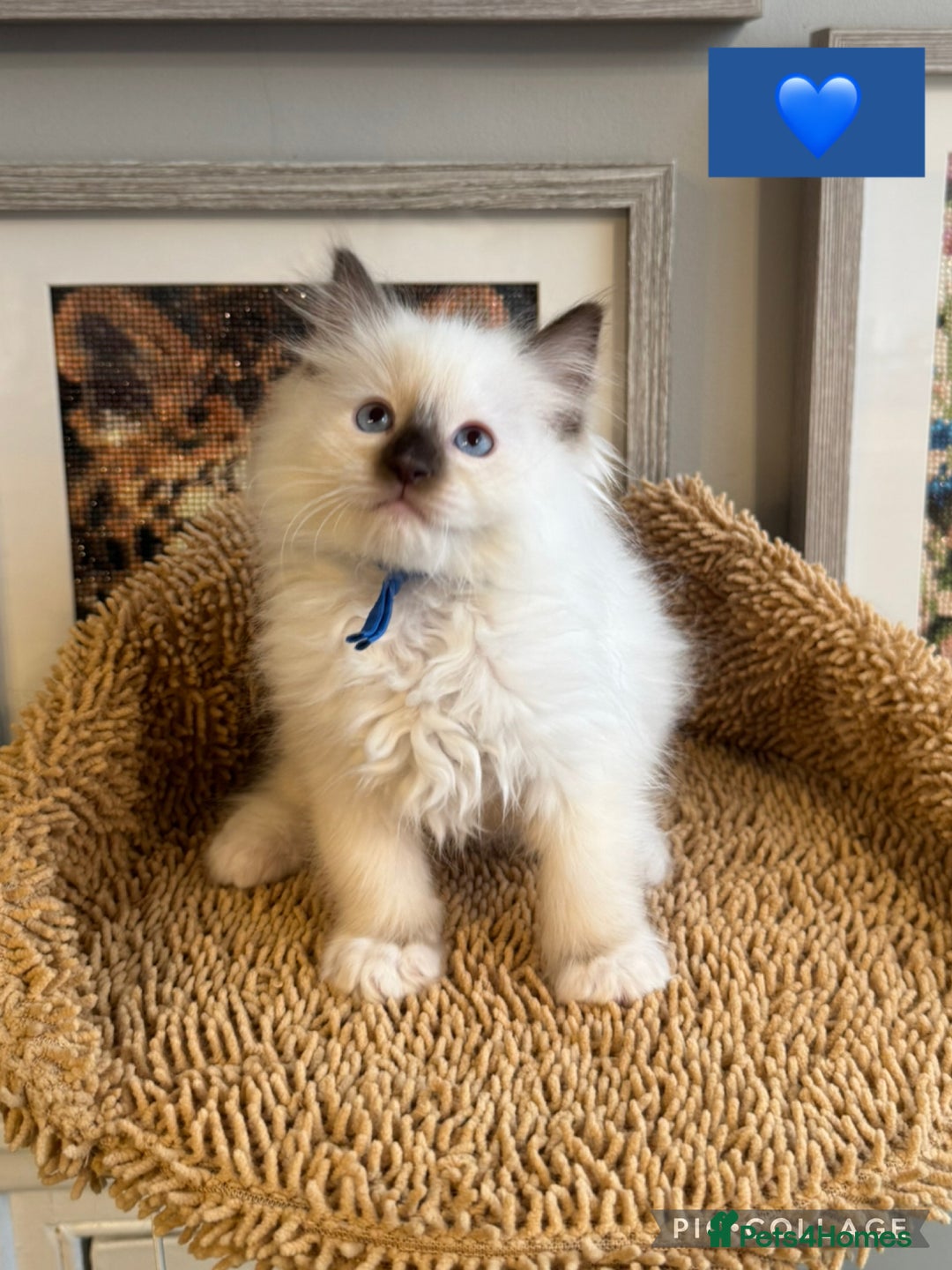 Ragdoll cats for sale: 👑 GCCF REGISTERED CHAMPION RAGDOLL KITTENS 👑 - Advert 9