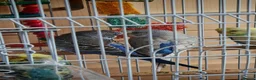 Budgerigars birds for sale: 4 Budgies and one large cage  in Manchester - Advert 6