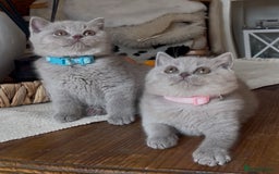 British Shorthair cats for sale: Beautiful Lilac BSH champion Line kittens - Image 23