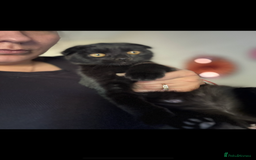 British Shorthair cats for sale: British cat  - Image 5