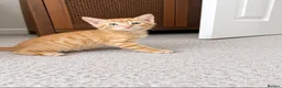 Mixed Breed cats for sale: Kittens looking for loving homes! in Leicester - Advert 2