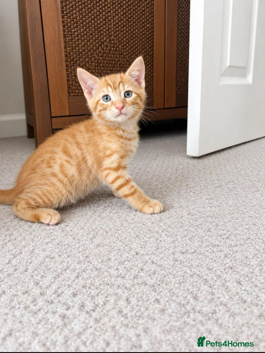 Mixed Breed cats for sale: Kittens looking for loving homes! in Leicester - Advert 2