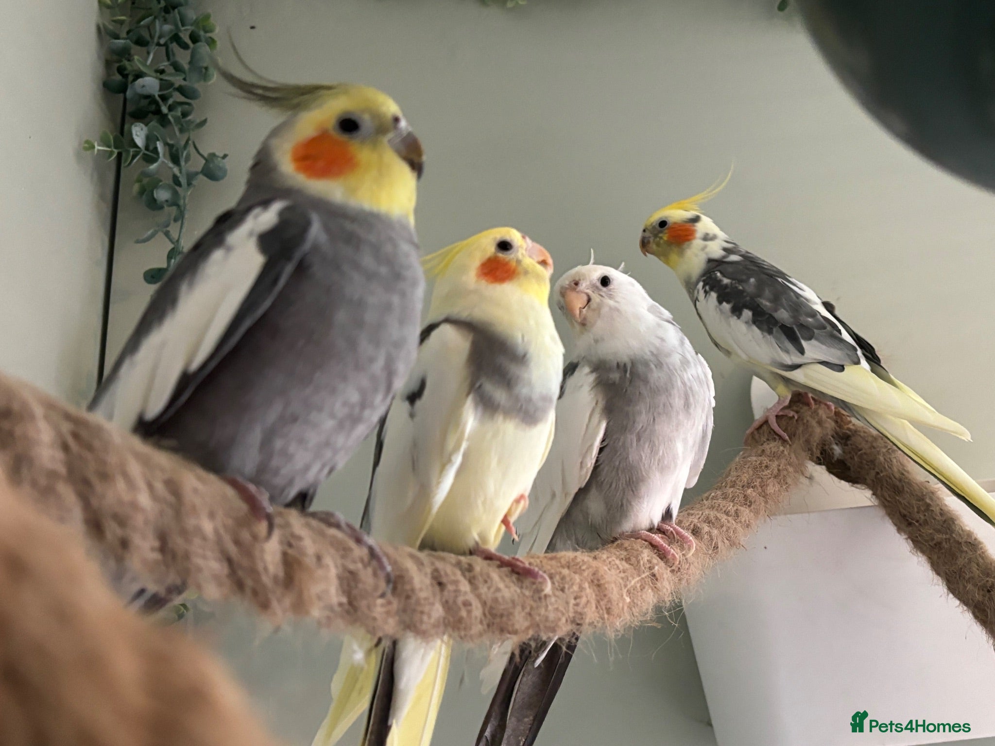 Cockatiels birds 4 cockatiels for rehoming  - Advert 1