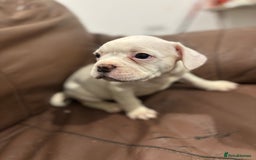 Mixed Breed dogs for sale: Adorable Puppies Looking for Their Forever Homes!  - Image 3