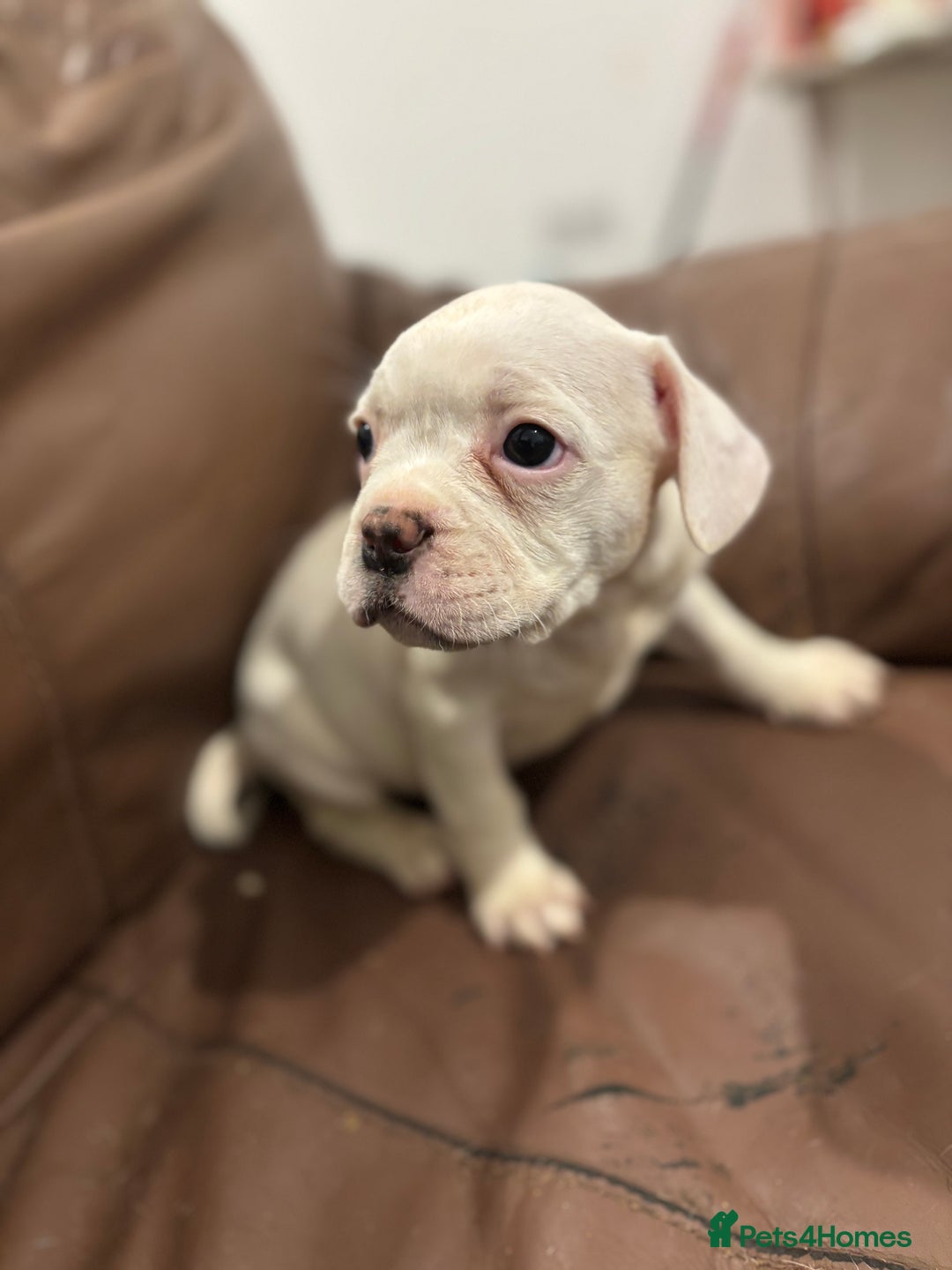 Mixed Breed dogs for sale: Adorable Puppies Looking for Their Forever Homes!  - Image 3