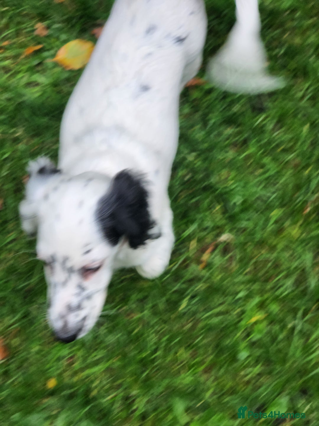 Dachshund dogs for sale: Kensington Dachshund Puppies  - Image 20