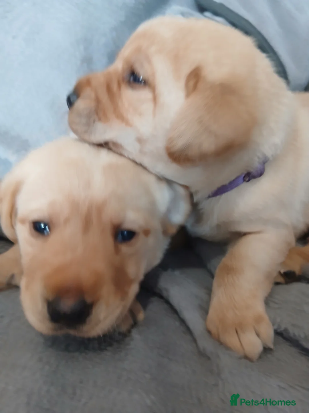 Labrador Retriever dogs for sale: Ready now!! Gorgeous labradors  - Advert 15