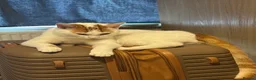 Mixed Breed cats for sale: CATS FOR FREE in London - Advert 3