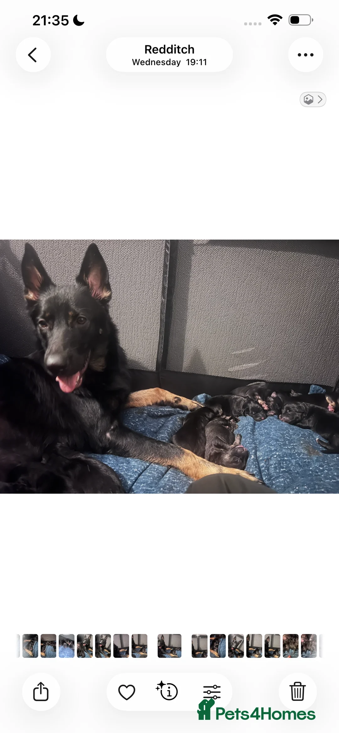 German Shepherd dogs for sale: 11 beautiful German shepherd pups  - Advert 2