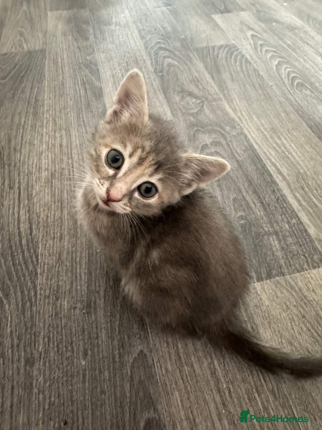 Mixed Breed cats for sale: Mixed breed cats ready now - Image 6