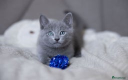Russian Blue cats for sale: Pure Russian Blue Kittens Available  - Image 26